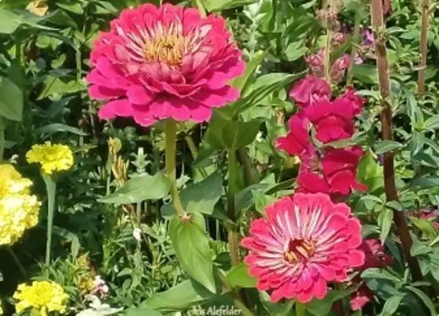 Foto: Iris Alefelder