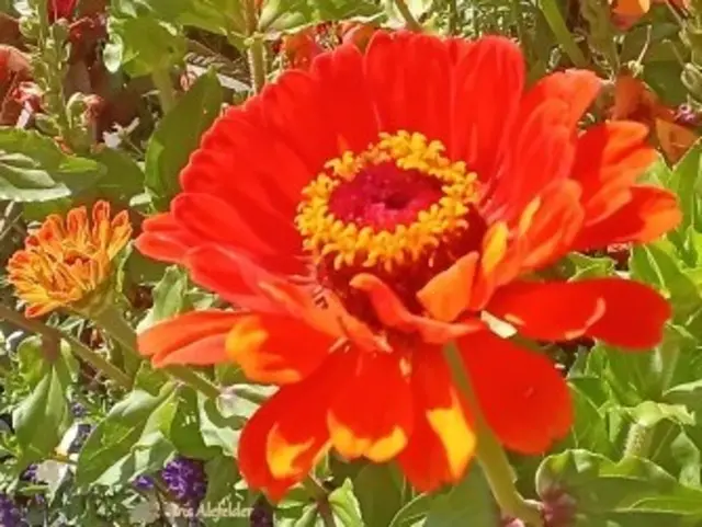 Foto: Iris Alefelder