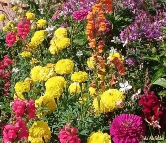 Foto: Iris Alefelder