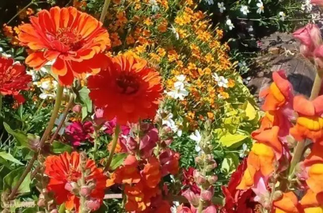 Foto: Iris Alefelder