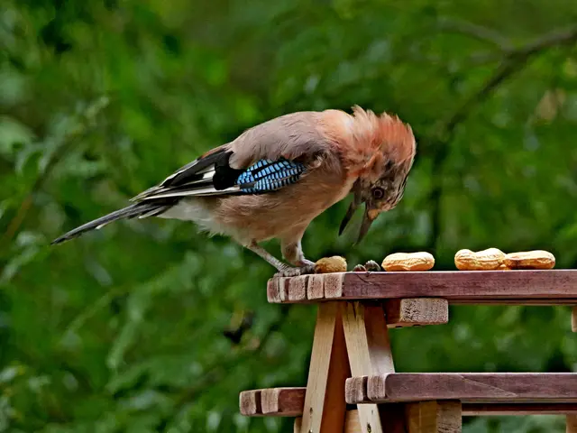 Ok, die vor meinen Füßen 