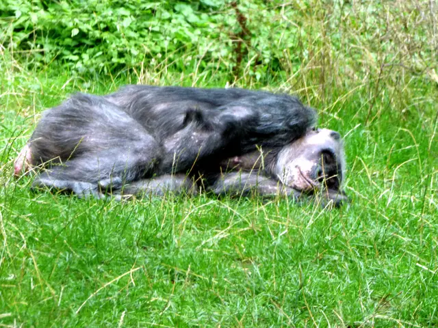 Kleine Pause beim Schimpansen