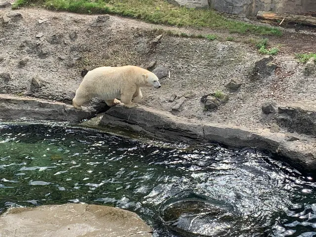 Der Eisbär an der Yukon Bay