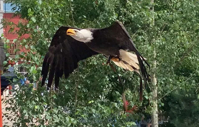 Die Show startet mit Weißkopf-Seeadler Viktoria
