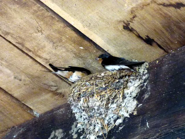 Die Rauchschwalben verabschieden sich von mir