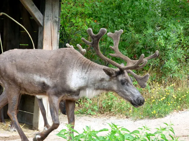 Für das Rentier ist bald wieder Weihnachten