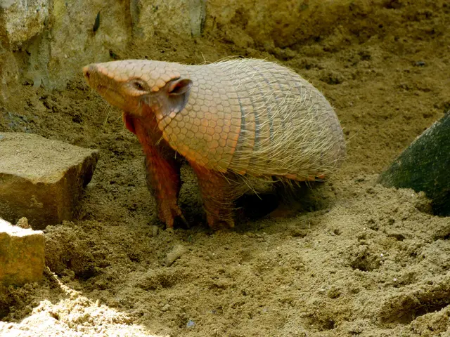 Das Gürteltier ist draußen