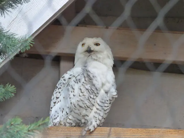 Die Schneeeule wartet auf den Winter