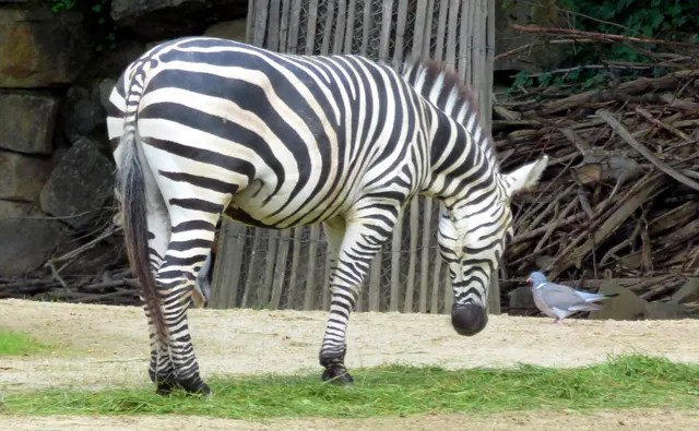 Das Zebra turtelt mit der Ringeltaube