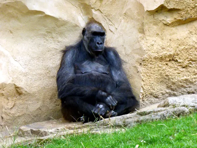 Gorilla