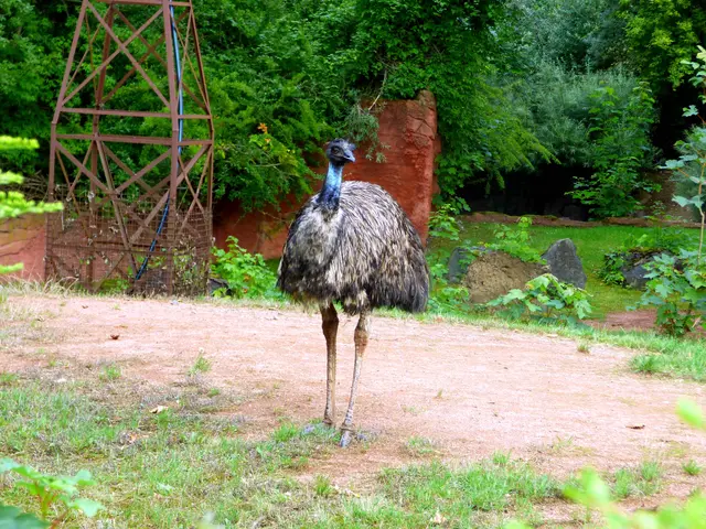 Aus Australien das Emu