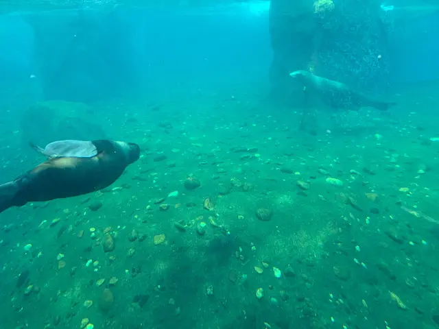 Blick aus Henrys Underwater-World