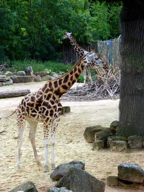 Giraffen