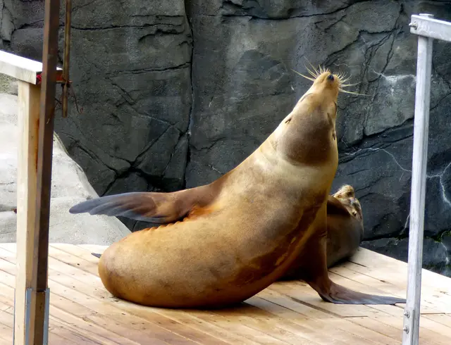 Applaus von der Kegelrobbe