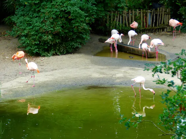 Flamingos