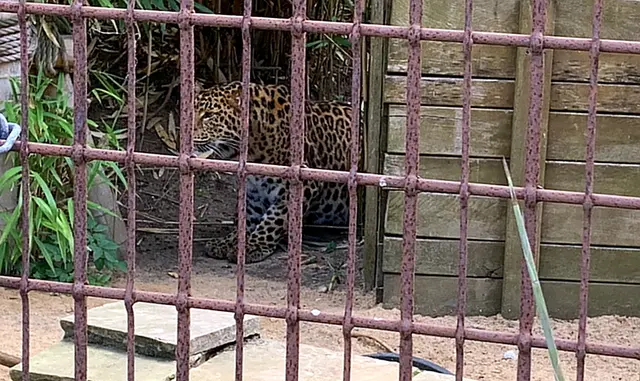 Nordchinesischer Leopard ganz versteckt