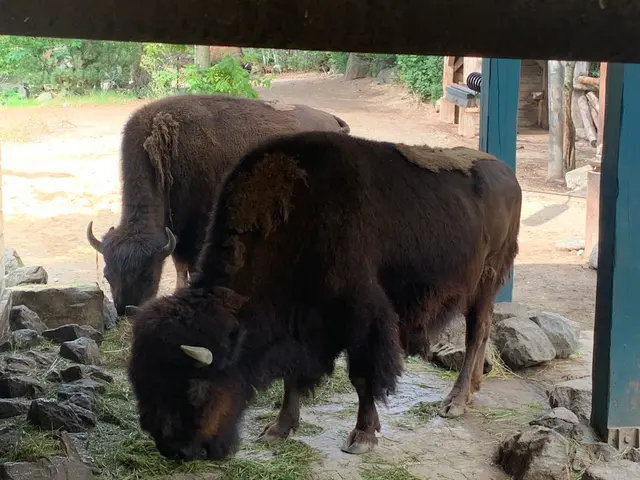 Bison