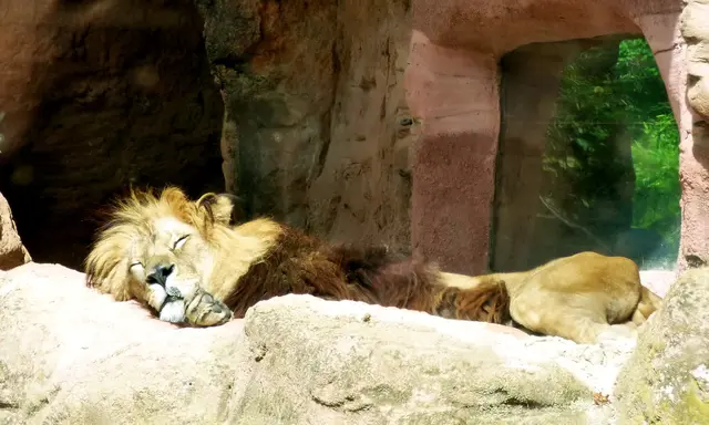 Die Berglöwen schlafen