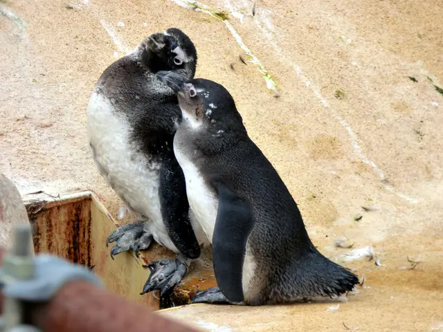 Pinguine schmusen gern