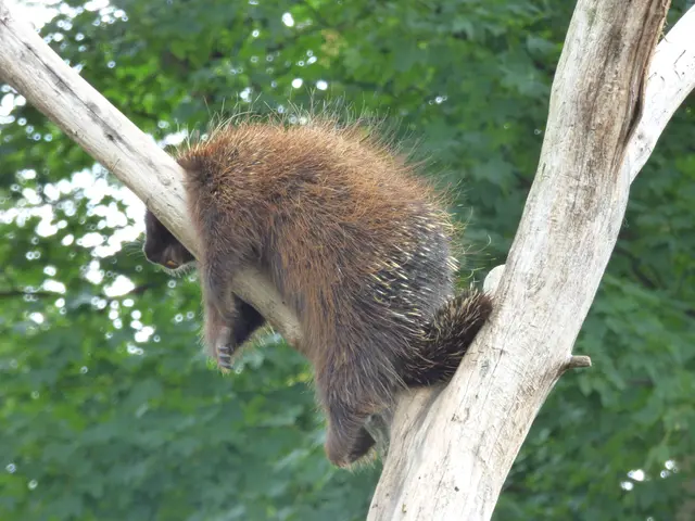 Das Urson macht Pause