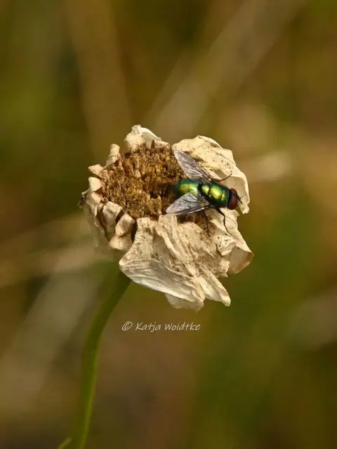 Garten im Jahreslauf - Juli (Foto: Katja Woidtke)

Summender Sommergarten | Foto: Katja Woidtke