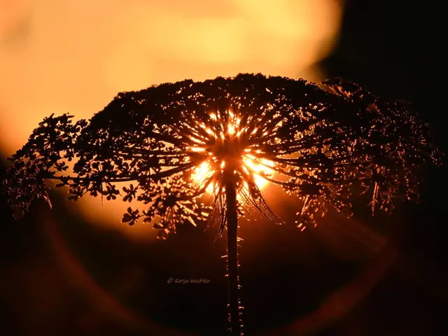 Garten im Jahreslauf - Juli (Foto: Katja Woidtke)

Summender Sommergarten | Foto: Katja Woidtke