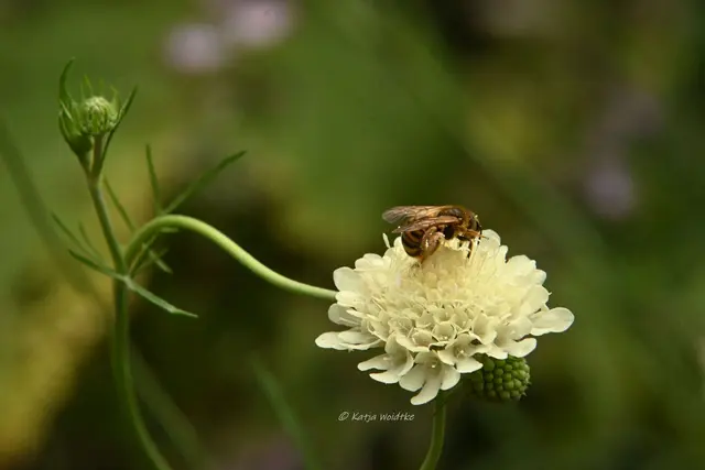 Garten im Jahreslauf - Juli (Foto: Katja Woidtke)

Summender Sommergarten | Foto: Katja Woidtke