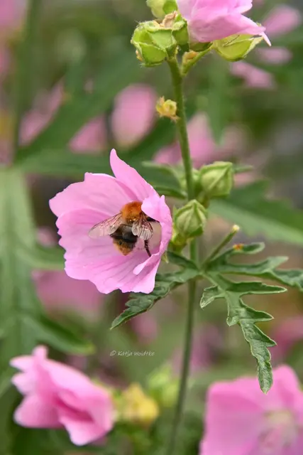 Garten im Jahreslauf - Juli (Foto: Katja Woidtke)

Summender Sommergarten | Foto: Katja Woidtke