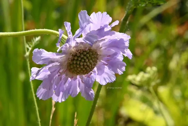 Garten im Jahreslauf - Juli (Foto: Katja Woidtke)

Summender Sommergarten | Foto: Katja Woidtke