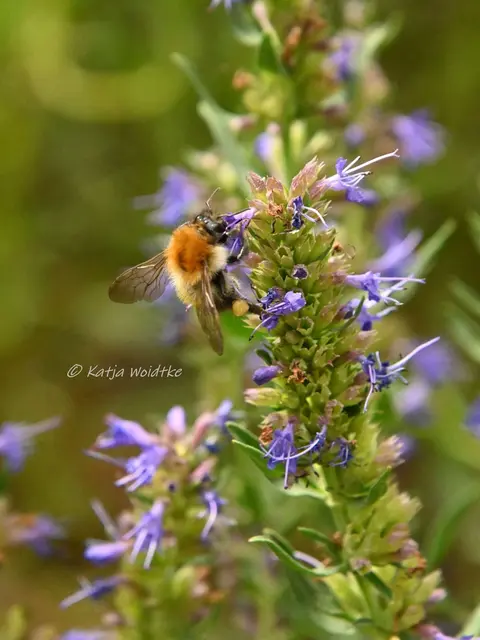 Garten im Jahreslauf - Juli (Foto: Katja Woidtke)

Summender Sommergarten | Foto: Katja Woidtke