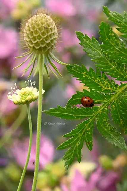Garten im Jahreslauf - Juli (Foto: Katja Woidtke)

Summender Sommergarten | Foto: Katja Woidtke