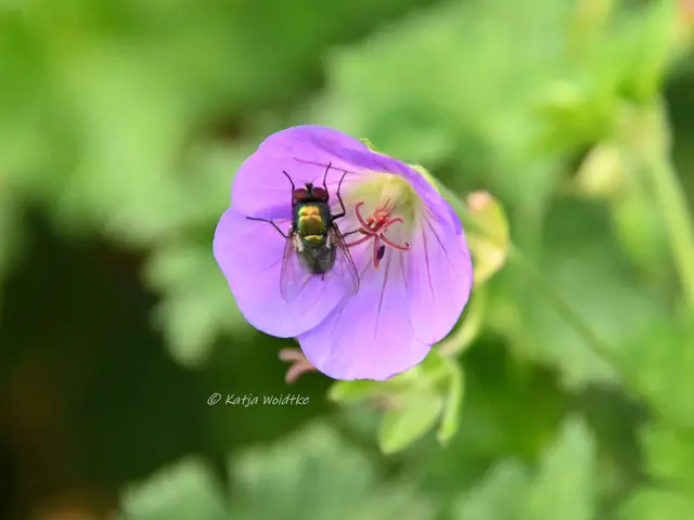 Garten im Jahreslauf - Juli (Foto: Katja Woidtke)

Summender Sommergarten | Foto: Katja Woidtke