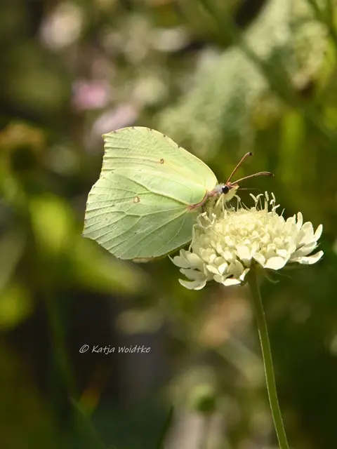 Garten im Jahreslauf - Juli (Foto: Katja Woidtke)

Summender Sommergarten - Zitronenfalter | Foto: Katja Woidtke