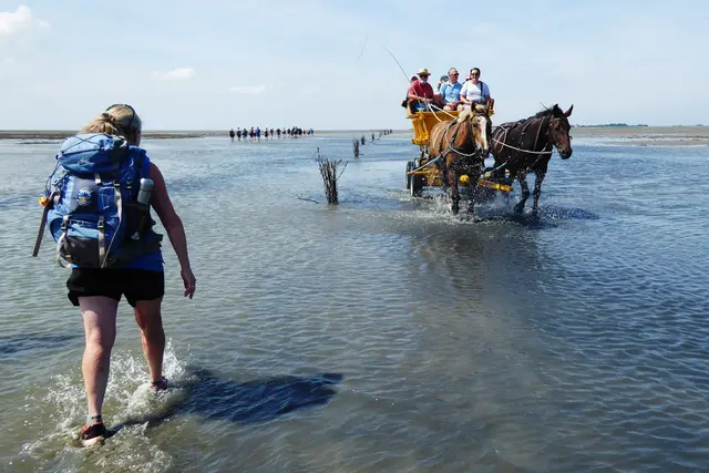 Während wir uns der Insel Neuwerk nähern, fährt dieser Wattwagen der Wattenpost zurück nach Duhnen.