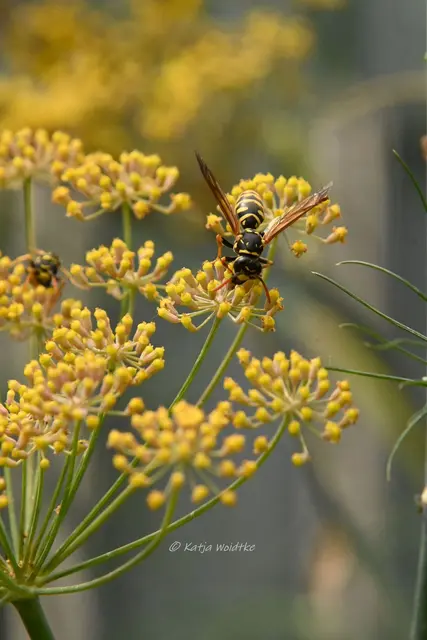 Garten im Jahreslauf - Juli (Foto: Katja Woidtke)

Summender Sommergarten | Foto: Katja Woidtke