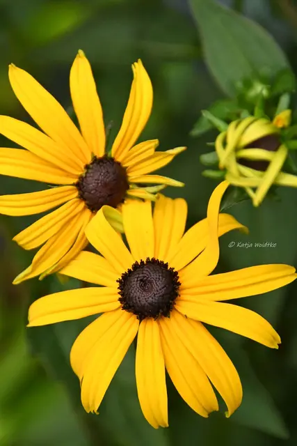 Garten im Jahreslauf - Juli (Foto: Katja Woidtke)

Summender Sommergarten | Foto: Katja Woidtke
