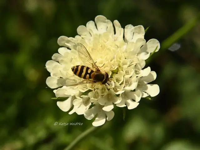 Garten im Jahreslauf - Juli (Foto: Katja Woidtke)

Summender Sommergarten | Foto: Katja Woidtke