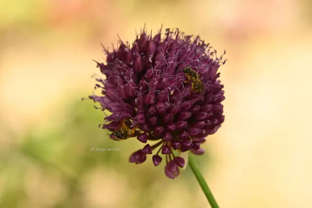 Garten im Jahreslauf - Juli (Foto: Katja Woidtke)

Summender Sommergarten | Foto: Katja Woidtke