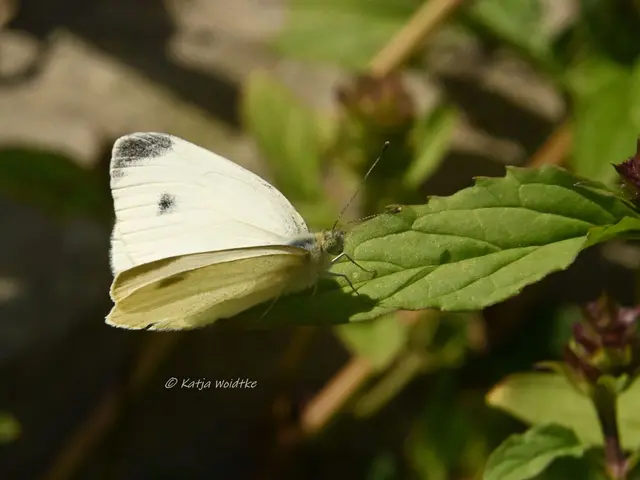 Garten im Jahreslauf - Juli (Foto: Katja Woidtke)

Summender Sommergarten | Foto: Katja Woidtke