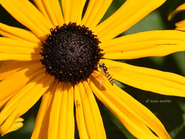 Garten im Jahreslauf - Juli (Foto: Katja Woidtke)

Summender Sommergarten | Foto: Katja Woidtke
