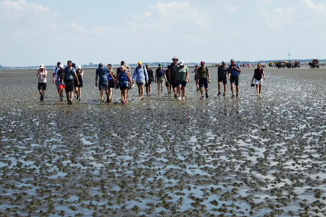 Die Gruppe der Wattwanderer nähert sich Neuwerk.