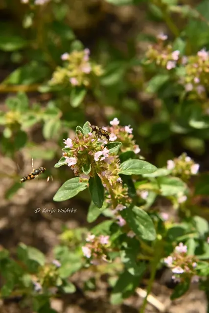 Garten im Jahreslauf - Juli (Foto: Katja Woidtke)

Summender Sommergarten | Foto: Katja Woidtke