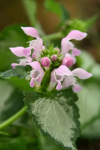 Garten im Jahreslauf - Juli (Foto: Katja Woidtke)

Summender Sommergarten | Foto: Katja Woidtke