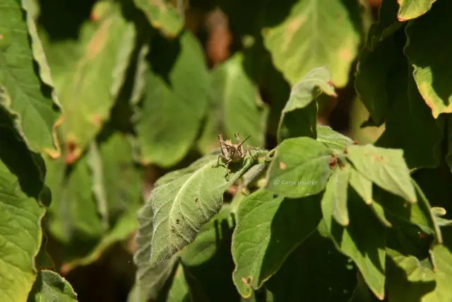 Garten im Jahreslauf - Juli (Foto: Katja Woidtke)

Summender Sommergarten | Foto: Katja Woidtke