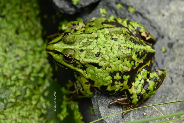 Garten im Jahreslauf - Juli (Foto: Katja Woidtke)

Summender Sommergarten | Foto: Katja Woidtke