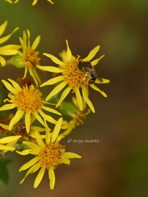 Garten im Jahreslauf - Juli (Foto: Katja Woidtke)

Summender Sommergarten | Foto: Katja Woidtke