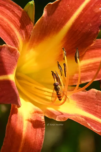 Garten im Jahreslauf - Juli (Foto: Katja Woidtke)

Summender Sommergarten | Foto: Katja Woidtke