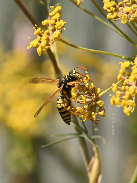 Garten im Jahreslauf - Juli (Foto: Katja Woidtke)

Summender Sommergarten | Foto: Katja Woidtke