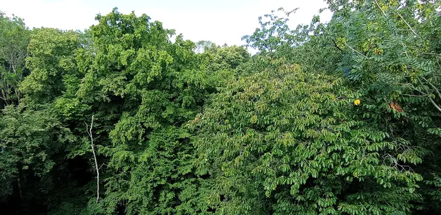 Blickachse
verschiedene Blattformen und Blattarten