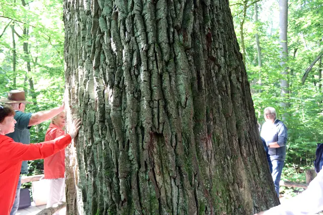 sie wird auf ein Alter von 350 Jahren geschätzt und gehört mit 5,70 m Umfang zu dem dicksten Baum im Hainich